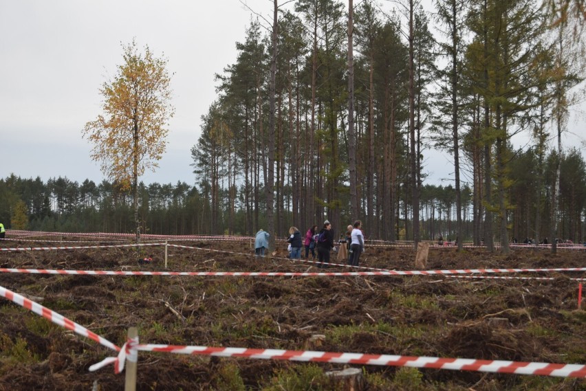 Druga edycja akcji „Do nasadzenia” odbędzie się 16 października w okolicach Dziemian, na terenie Leśnictwa Dywan