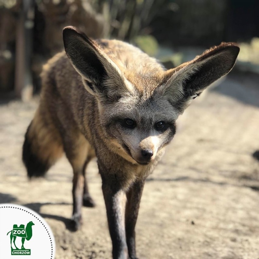 Otocjon.
Mieszkańcy Śląskiego Ogrodu Zoologicznego w...