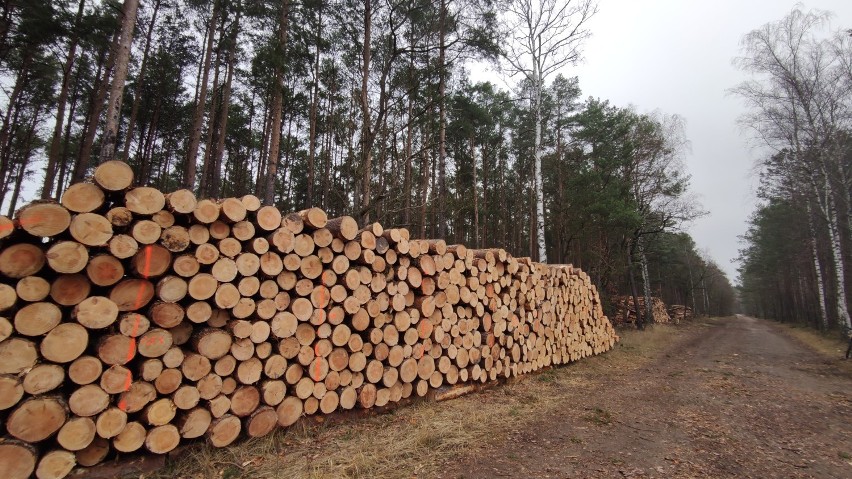 Wycinka drzew w lesie nad Luciążą koło Włodzimierzowa....