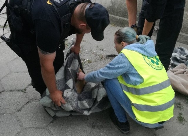 Zielonogórscy policjanci mają czasem „wyjątkowe” interwencje. Taką jak ta ze środy (13 czerwca), kiedy o godzinie 6 rano ratowali młodą sarnę zagubioną w centrum miasta.

W środę o godzinie 6.00 rano dwa zielonogórskie policyjne patrole na Palcu Matejki w Zielonej Górze odławiały młodego rogacza – samca sarny, który przez ul. Wyspiańskiego i Park Tysiąclecia w nocy przywędrował w ścisłe centrum miasta. Zabłąkane zwierzę zauważył ktoś z mieszkańców i zatelefonował na numer 112.

Jak poinformowała podinsp. Małgorzata Barska, z zespołu prasowego KMP w Zielonej Górze, dyżurny wysłał na miejsce patrol zmotoryzowany, na szczęście w jego składzie był sierż. Hubert Mielcarek, który prywatnie jest doświadczonym myśliwym. Wiedział jak działać, aby dzikiego zwierzęcia nie wystraszyć i odłowić bez szwanku, a potem odwieźć w bezpieczne miejsce. 

Jego kolega z patrolu st.post. Maciej Wójcik odważnie podszedł do nietypowego zadania. Okazało się jednak, że potrzebne jest wsparcie. Trzeba było młodego i wystraszonego rogacza zagonić w miejsce, z którego koziołek nie mógłby uciec. Dyżurny KMP posłał kolejny patrol w składzie sierż. Krzysztof Diller i st. sierż. Krzysztof Zapotoczny. Na miejsce przyjechała również powiadomiona telefonicznie Sylwia Dobek ze Stowarzyszenia „Inicjatywa dla Zwierząt” w Zielonej Górze. Rogacz został umiejętnie wpędzony w podwórze kamienicy, tam policjanci odcięli mu drogę ucieczki i z pomocą koca zarzuconego na koziołka, udało się go złapać.

Wielkim wsparciem w takich sytuacjach jest działający w Starym Kisielinie Ośrodek Rehabilitacji dla Zwierząt Dziko Żyjących, w którym Państwo Gabriela i Mariusz Rosiakowie mimo wczesnej pory serdecznie przywitali policjantów i panią Sylwię wraz z nietypowym „pasażerem” radiowozu. Państwo Rosiakowie opatrzyli drobne rany koziołka i wypuścili go do lasu. Miejmy nadzieję, że szybko zapomni o stresującej przygodzie.

Wizyty dzikich zwierząt w mieście nie są rzadkością. Najczęściej odwiedzają nas dziki, a w takich sytuacjach niejednokrotnie to policjanci są wzywani na miejsce. Sytuacje te są potencjalnie niebezpieczne. Dzikie zwierzę może wpaść pod samochód, spowodować kolizję. Wystraszone może także kogoś zaatakować. Dlatego policjanci poważnie traktują takie wezwania.

Zobacz też: Podniebna Zielona Góra odc. 1 – Śródmieście
