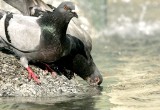 Wrocławskie gołębie przenoszą salmonellozę