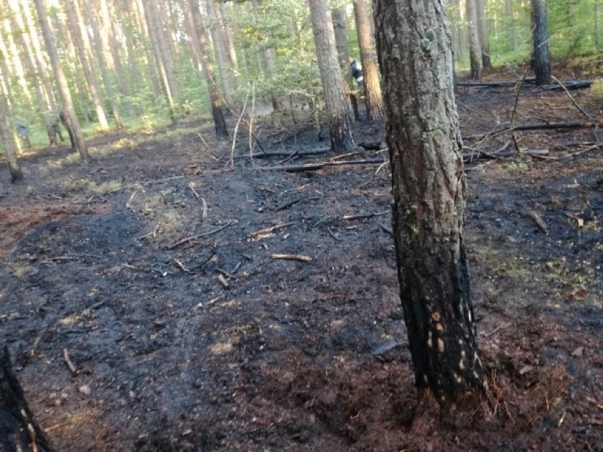 Pożar lasu w Kostkowie