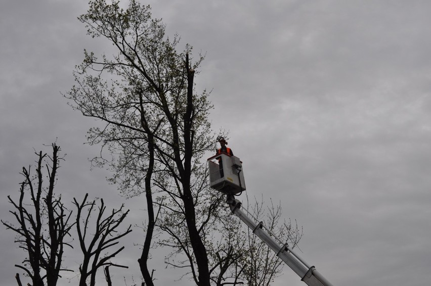 Śrem: podcinają drzewa na ul. Sikorskiego