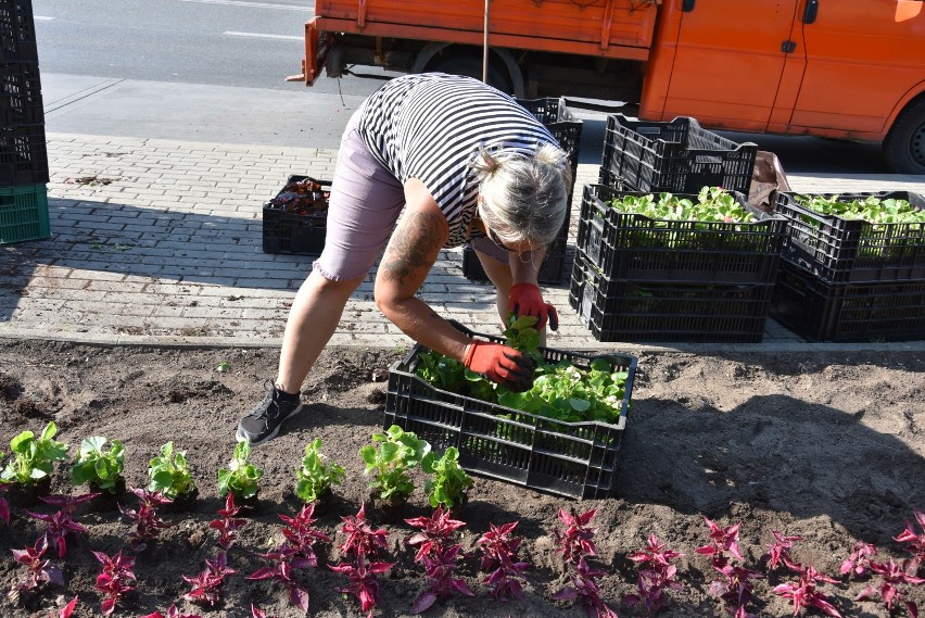 Tarnów. Miasto kończy sadzenie kwiatów. Ma być kolorowo