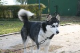 Kala to suczka rasy husky. Szuka nowego domu