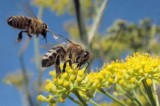 Wielki Dzień Pszczół w Ogrodzie Botanicznym UKW