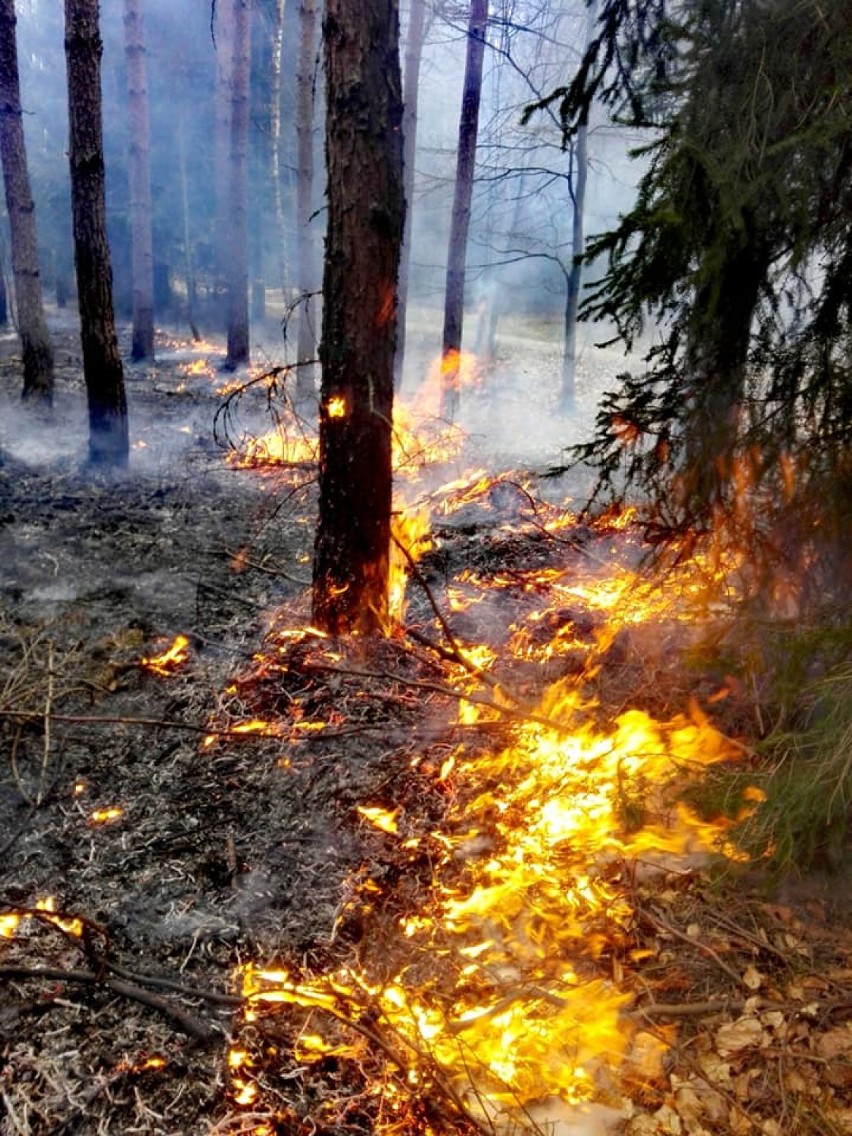 Zagrożenie pożarowe w naszych lasach - bądzie ostrożni