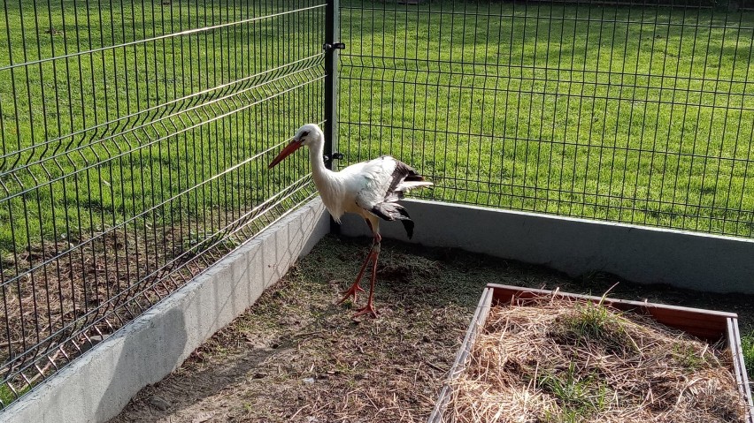 Ktoś postrzelił młodego bociana. „Wojtuś” miał złamane oba skrzydła. Teraz wraca do zdrowia pod okiem Stowarzyszenia Szansa dla Bociana