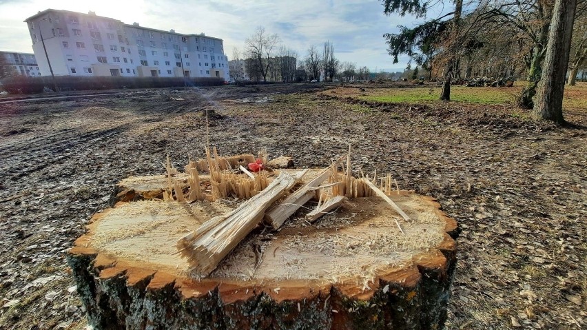 Drzewa wycięto m.in. pod budowę drugiej nitki drogi krajowej...
