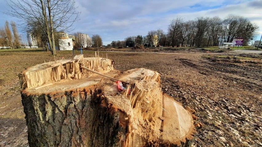 Drzewa wycięto m.in. pod budowę drugiej nitki drogi krajowej...