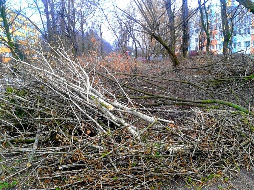 Przycinka drzew  na osiedlu Rubinkowo