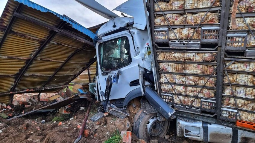 Wypadek na DK 11. TIR przewożący drób wręcz "zmiótł"...