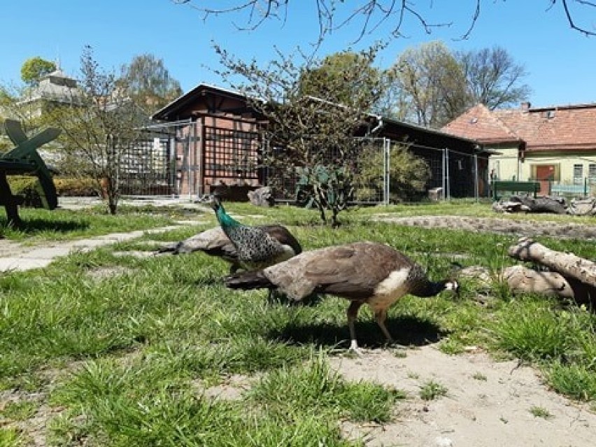 Palmiarnia zamknięta, pawie zachwycone wolnością! Zobacz niecodzienny widok [ZDJĘCIA, FILM]