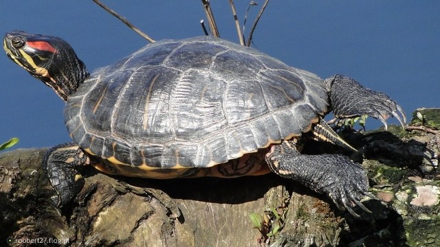 Żółw czerwonolicy jest pod ochroną