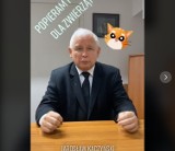 Jarosław Kaczyński na TikToku. Prezes PiS zachęca do oparcia projektu ustawy ws. zakazu hodowli zwierząt na futra