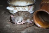 Wrocławianin przeżywa horror: pod podłogą jego domu szaleją szczury!
