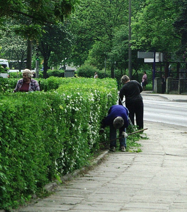 Przycinanie krzewów przy ul. Sikorskiego w Głogowie