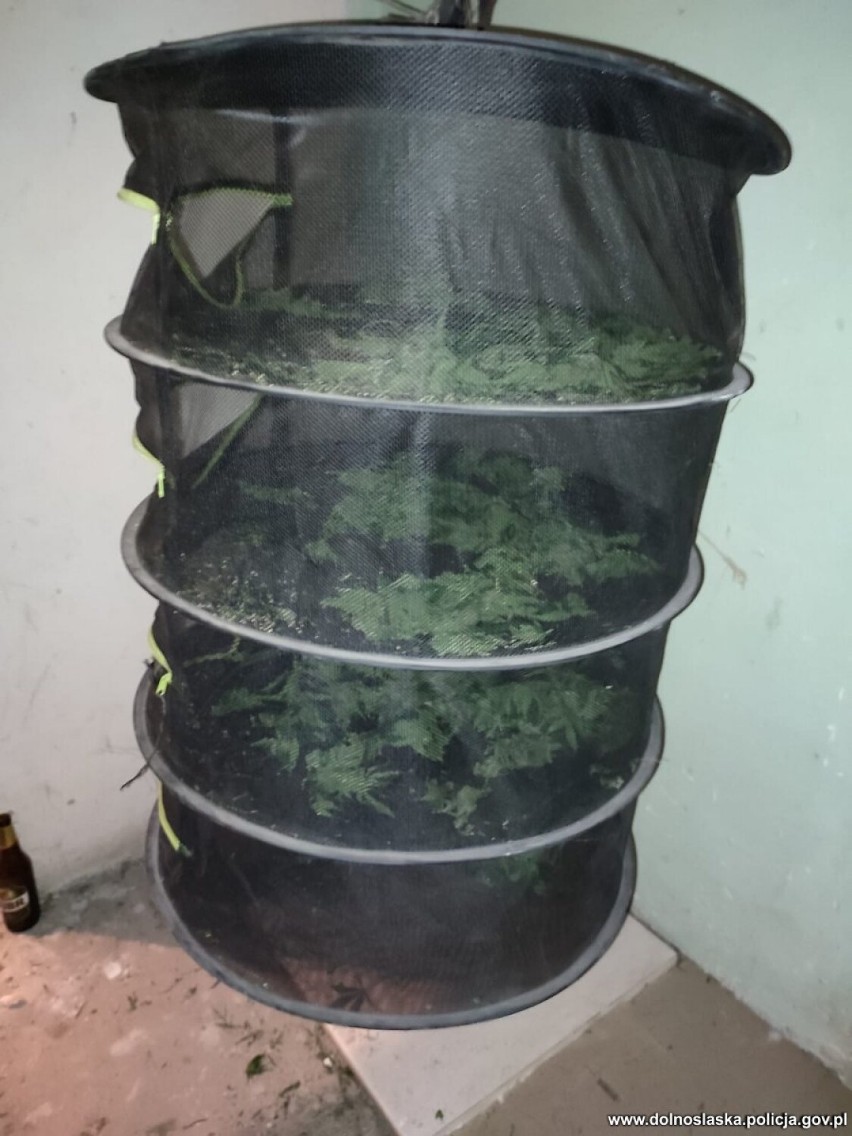 Policjanci odkryli plantację konopi indyjskich. Jej właściciel w domu przechowywał 7kg suszu i amfetaminę 