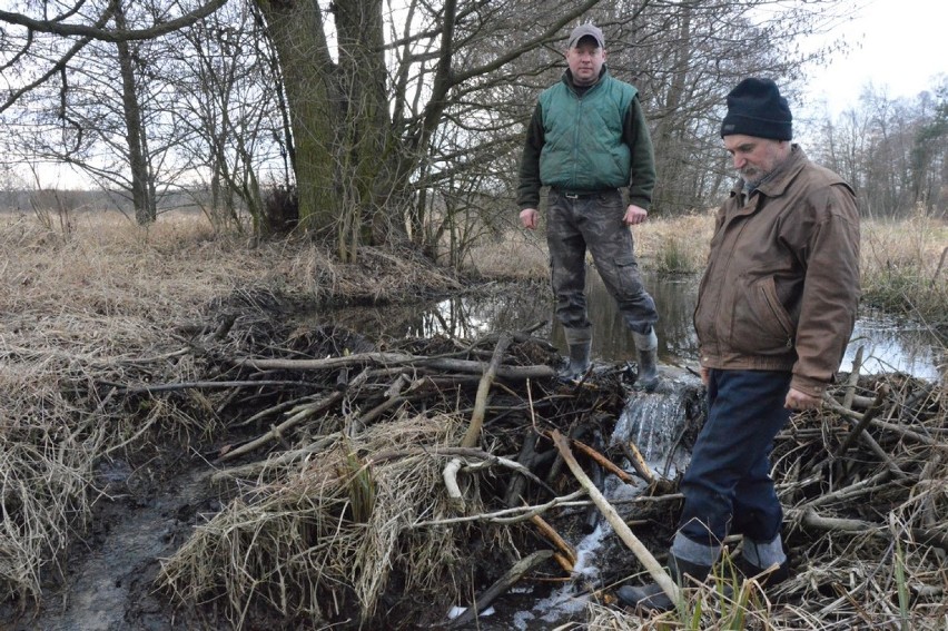 Bobry wyrządzają szkody w gminie Zadzim