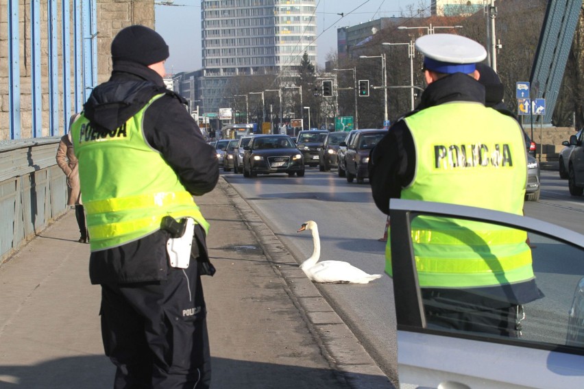 Osoby zainteresowane pełnieniem służby w policji powinny...