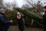 Toruń. Choinki na święta. Gdzie jeszcze kupimy drzewka i po ile?