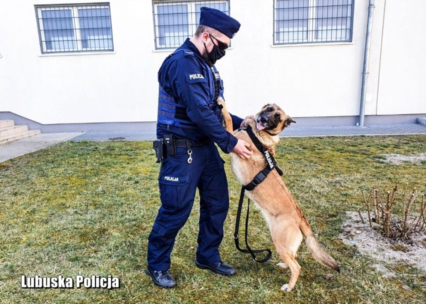 Liga ma pięć lat. To policyjny pies, a dokładniej suka.