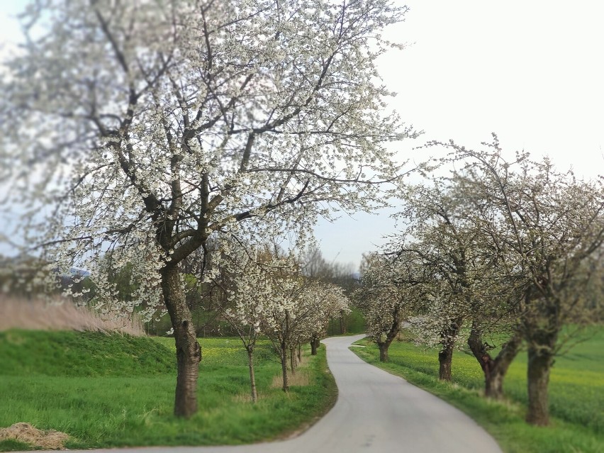 72 drzewa czereśniowe z widokiem na Landeskrone. Kolejna aleja kwitnących bielą drzew poleca się na spacer obok Zgorzelca