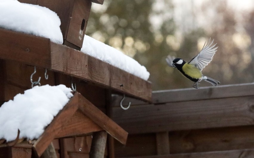 Legnica: Zima to pora, żeby pomóc naszym skrzydlatym przyjaciołom