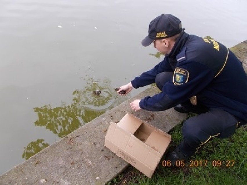 Straż Miejska w Legnicy ratuje kaczki!