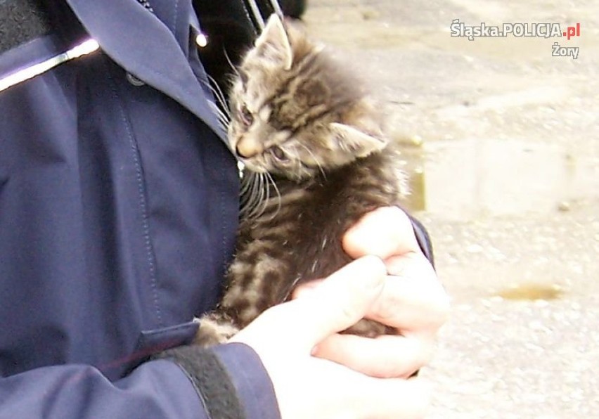 Policjant z Żor uratował kota i szuka dla niego domu!