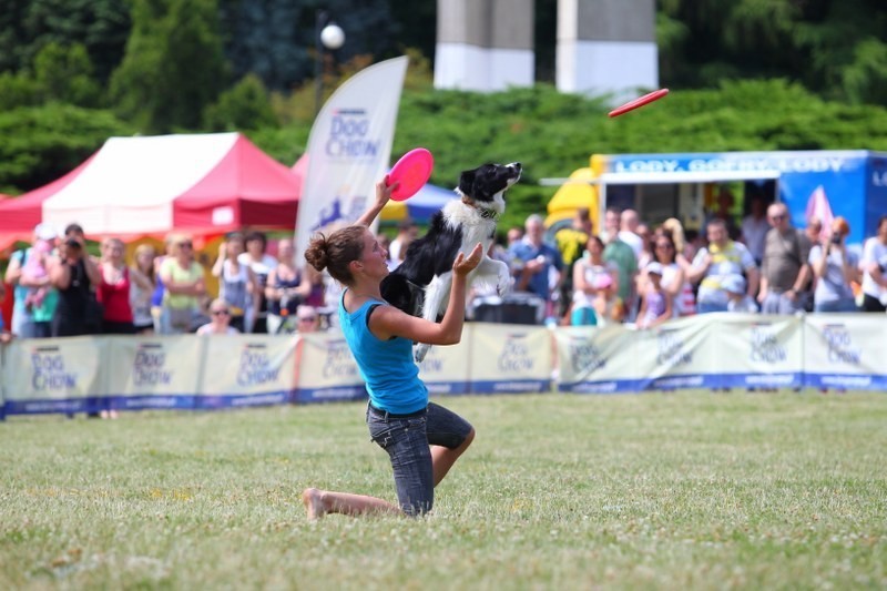 Dog Chow Disc Cup 2013 w Poznaniu