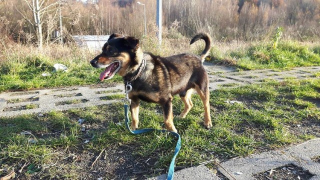 Boguś to mały psiak w średnim wieku. Bardzo grzeczny i zrównoważony, to prawdziwy przyjaciel człowieka. Kocha przebywać z ludźmi, lgnie do nich i zrobi wszystko, żeby chociaż na chwilę przyciągnąć uwagę.

Bardzo ładnie chodzi na smyczy, nie ciągnie i jest posłuszny. Widać, że jego cały świat kręci się wokół ludzi, więc jego życie ma sens tylko u boku człowieka. Kontakt w sprawie adopcji: 784 093 542.