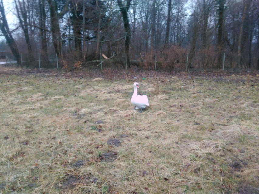 Ochotnicy z Choczewa uratowali rannego łabędzia w Osiekach Lęborskich [ZDJĘCIA]