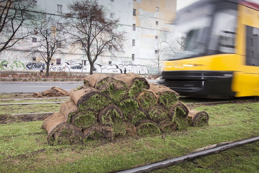 Kolejne tory tramwajowe w Warszawie zostały zazielenione. Tym razem rozchodnikiem pokryto tory w centrum stolicy