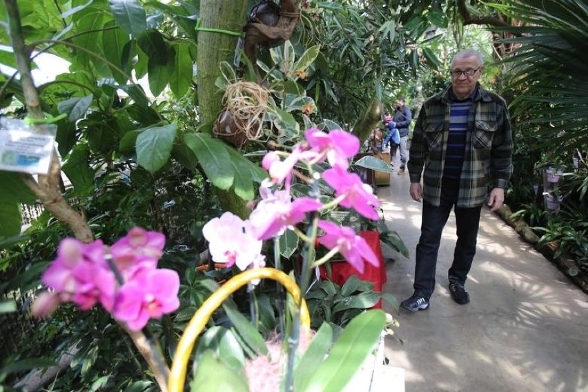 Sosnowiec. W Egzotarium rozpoczyna się Wystawa Orchidei. Będą też rośliny owadożerne i tilandsie. 