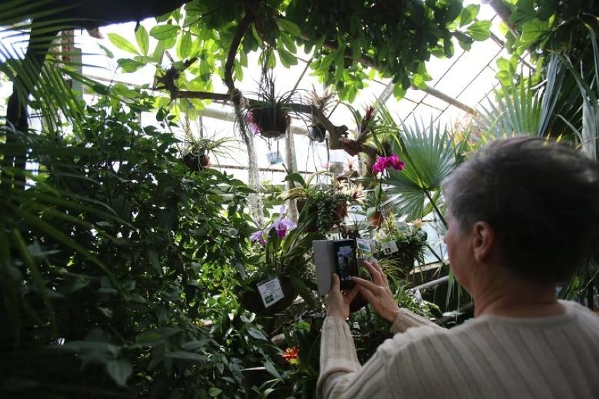 Sosnowiec. W Egzotarium rozpoczyna się Wystawa Orchidei. Będą też rośliny owadożerne i tilandsie. 