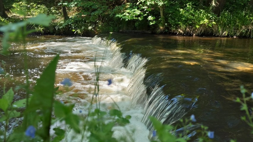 Szumy nad Tanwią. Magiczne wodospady w województwie lubelskim. Zobacz zdjęcia 