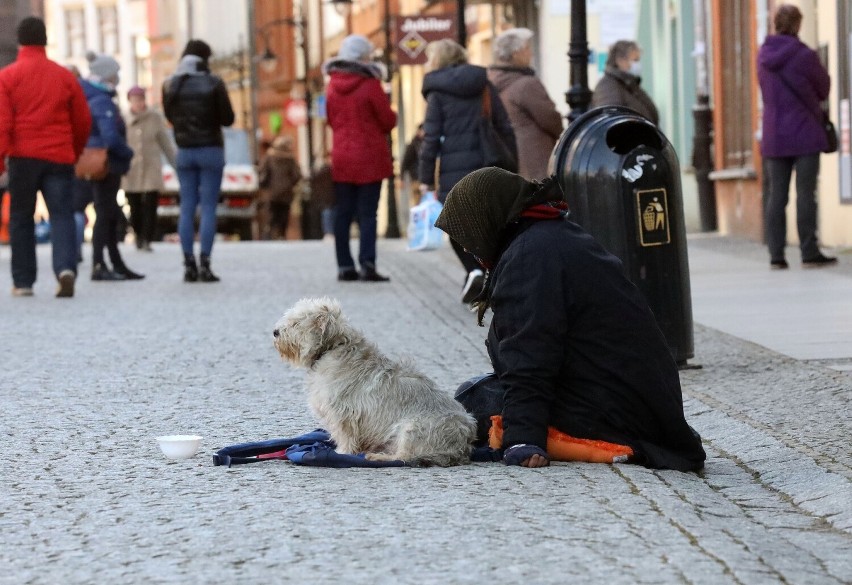 Dzisiaj jest Międzynarodowy Dzień Psa, zobaczcie zdjęcia tych z Legnicy i okolicy