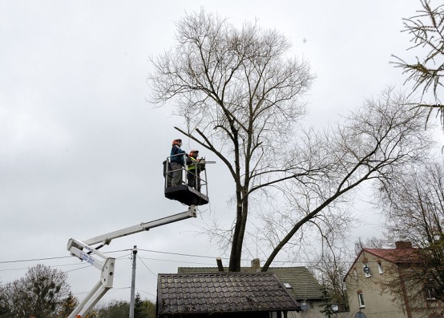 Piły tnące drzewo obudziły dzisiaj panią Iwonę. Wszystko wskazuje na to, że na wiosnę powinny się znów zazielenić.