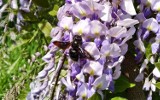 Niezwykły gość w domowym ogrodzie - na kwiatach glicynii przysiadła czarna pszczoła