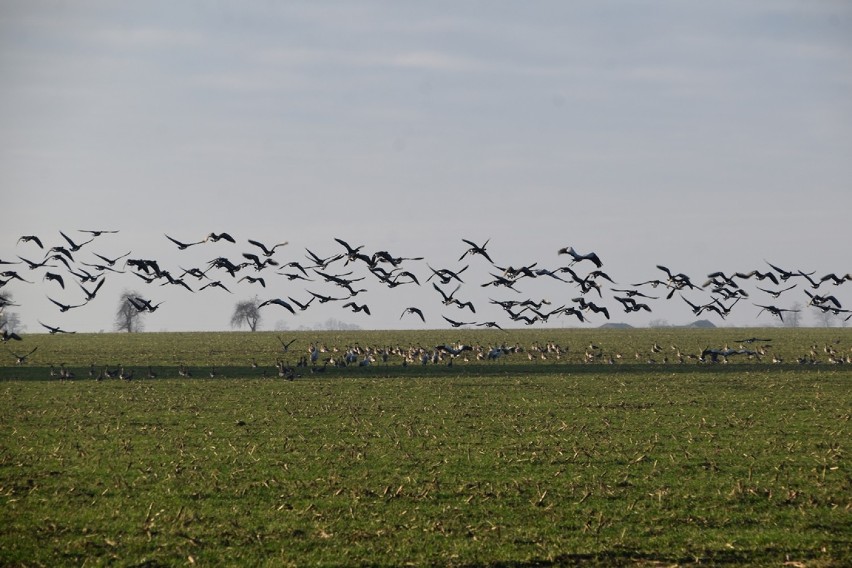 Takie widoki pod Śremem. Setki ptaków na polu między Krzyżanowem a Pucołowem
