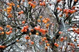 Sławno: Zima zaatakowała - opady śniegu, a na drzewie jabłka [ZDJĘCIA, WIDEO]