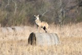 Strzał życia pana Łukasza! Co za emocje! Wilk kilkanaście sekund patrzył w obiektyw fotografa ze Zbąszynka