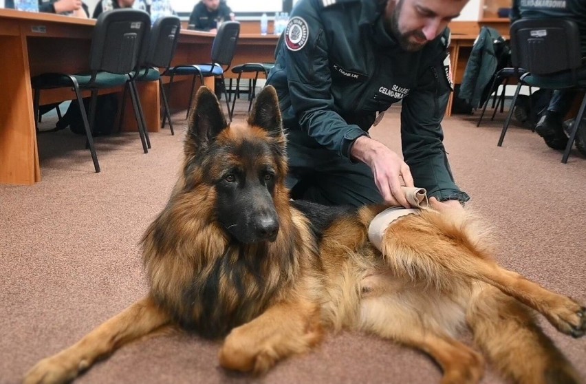 Szkolenie z udzielania pierwszej pomocy psom służbowym.