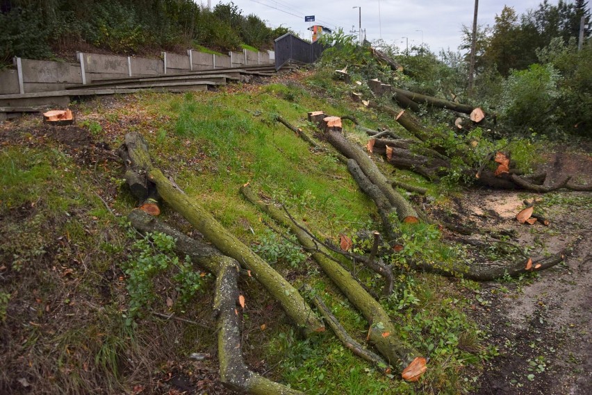Masowa wycinka drzew przy peronie kolejowym w Wieluniu. Nie oszczędzono nawet dębu ZDJĘCIA