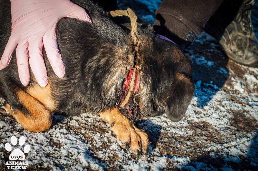 Gmina Tczew: „animalsi” uratowali psa z wrośniętym w szyję sznurem [ZDJĘCIA]