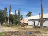 Wycinka drzew w Pleszewie. Potężne topole nikną w oczach. Trwa wycinka drzew pod budowę parkingu na 200 samochodów