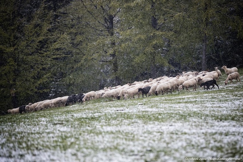 Mieszanie owiec w Beskidach. Zobacz klimatyczne ZDJĘCIA Daniela Franka