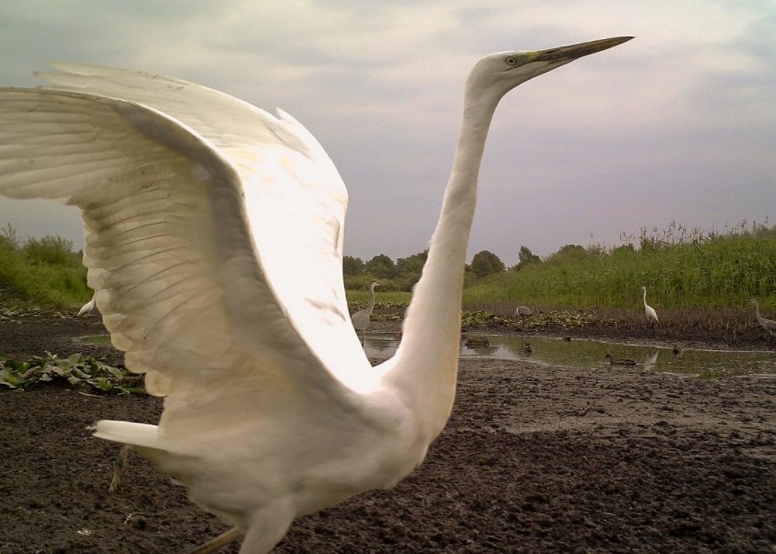 Zwierzęta uchwycone fotopułapką. Zobacz fotografie mieszkańców podlaskich lasów [ZDJĘCIA]