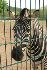 ZEBRAliśmy ZOO w Naszym Mieście! Zobaczcie stado zebr! ZDJĘCIA